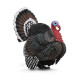COLLECTA Turkki, (L), 88762